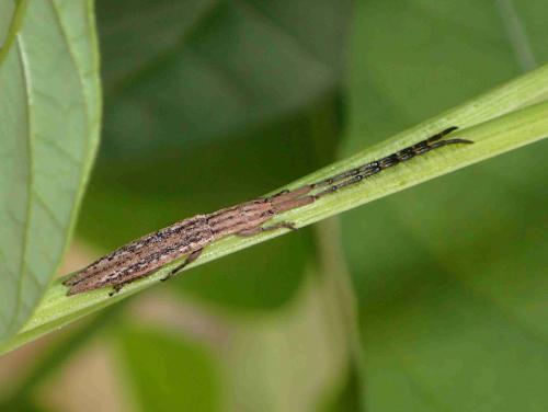 Tetraglenes hirticornis